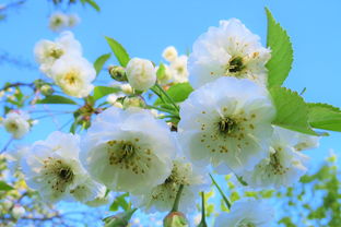 赏花样写法，赏花赏字怎么写