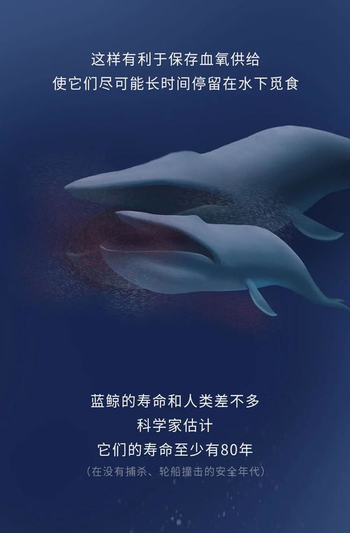 蓝鲸的一生 鲸落是什么
