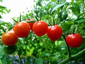 番茄西红柿种植技术,西红柿种植技术