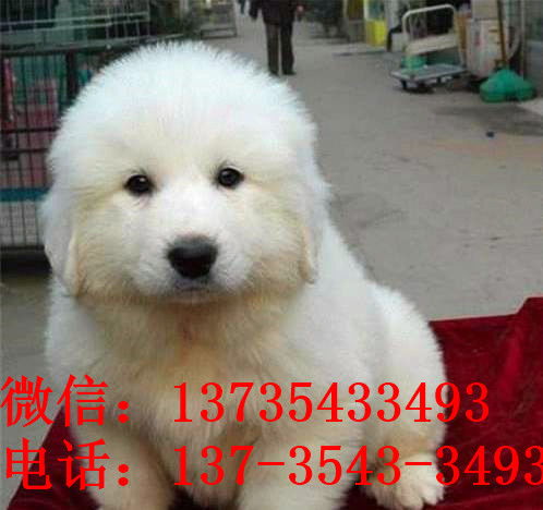 阳江宠物狗犬舍出售纯种大白熊犬 宠物网狗市场在哪买狗卖狗