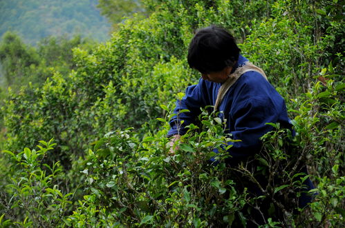 和普洱茶有关的10个茶叶冷知识,你知道几个