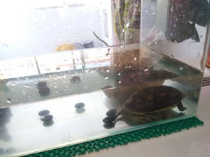 养小草龟鱼缸里放多少水？