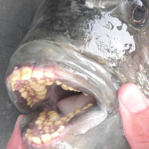 女子海边散步发现满嘴长牙的怪鱼,网友 这鱼应该不能好吃