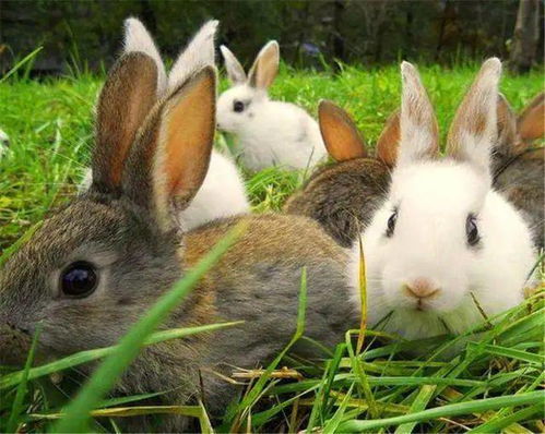 兔子不吃窝边草 的下一句才是经典 而且还揭露了人性的丑陋