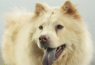 狗狗舌头上有黑斑,狗狗舌头上有黑斑是怎么回事