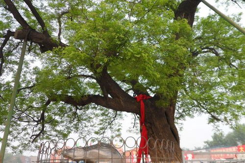 槐花树可以种在院子里吗,垂槐适合种院子里面吗？