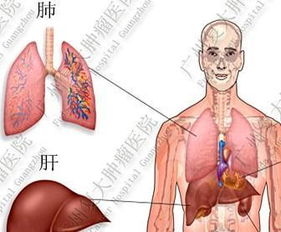 肺在人体的哪个位置 