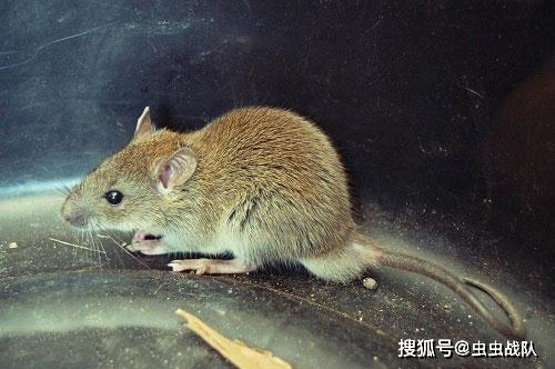 农田害鼠种类黄毛鼠的危害及防治方法
