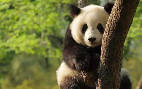 四川大熊猫和秦岭大熊猫有何不同,该如何区分 