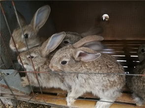 目前养殖一只种兔一年下几窝,小兔长成多长时间出栏 