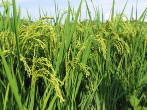 中国常见的10种裸子植物 玉米是裸子植物还是被子植物