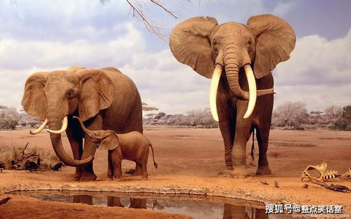 大象的最佳配对，大象的最佳配对是什么