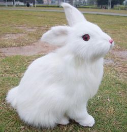 女生为什么喜欢捏自己的小兔兔(男朋友为什么喜欢捏我的小兔子头)