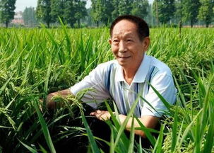 杂交水稻什么时候问世诞生,杂交水稻哪年发明出来的？