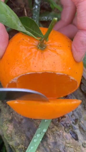 为什么叫果冻橙 