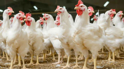 全球牲畜贸易五十年统计 人类吃的最多的动物是鸡 