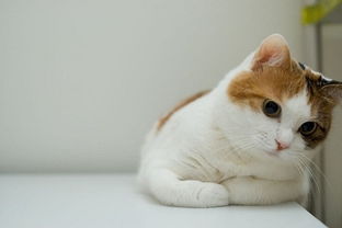 QQ皮肤 可爱猫咪新年的图片 唯美 可爱 