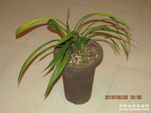 兰花植料 