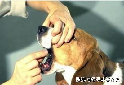 狗狗呕吐可能是以下五种情况,如果呕吐物中有它,不要掉以轻心