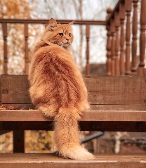 秋的颜色 养猫 