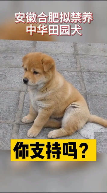 安徽合肥就禁养犬名录征求意见, 中华田园犬在列 
