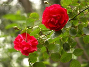 月季花的养殖方法和注意事项 月季花和玫瑰的区别详解