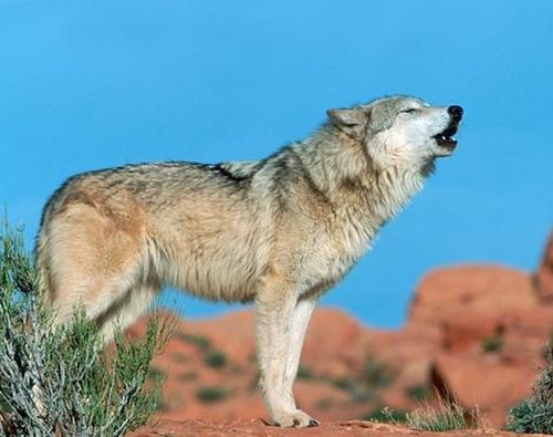 狼的弱点在哪里 一个人在野外遇到狼的时候,该怎么应对