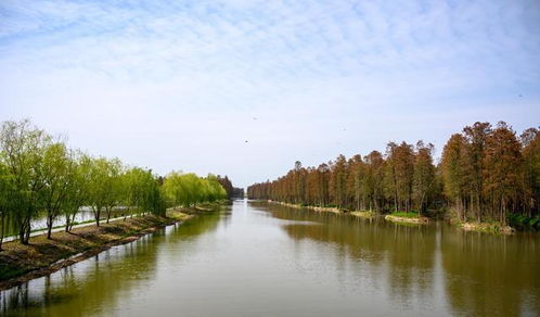 江苏兴化首个国家4A级景区,2000亩的水上森林,踏青赏春的好去处