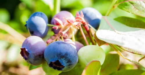 蓝莓开什么颜色的花,蓝莓花苞是什么样子的？