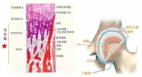 您孩子最终长多高您知道吗