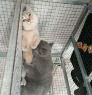 两只喵星人被关在笼子里,蓝猫强行壁咚白猫,白猫的反应让人笑喷