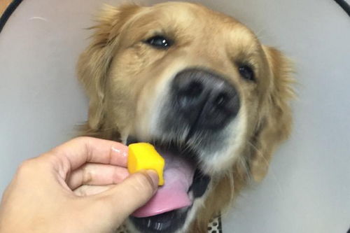 狗狗是可以吃芒果的,但要适量,不要把果皮跟果核给狗狗吃