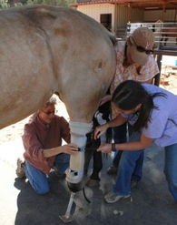 美国兽医给伤残马完成极难手术 匹装假肢 