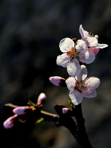 山上桃花始盛开