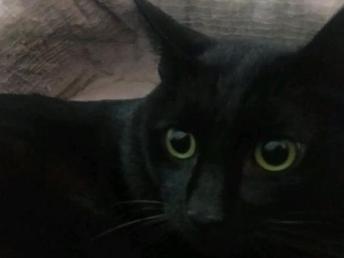 图 纯种孟买黑猫,种公对外借配,2岁,14斤 成都宠物猫 