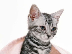 可爱小猫宠物家居动物世界猫猫动态图片素材 模板下载 2.38MB 其他大全 标志丨符号 
