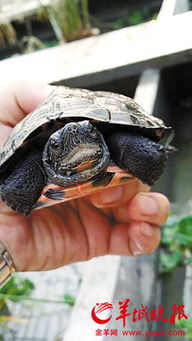 黑颈龟臭不可闻被称臭龟如今价比黄金10万一只 