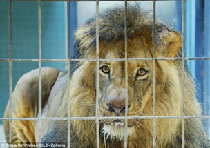 德国动物园狮子遭投毒口吐白沫 组图