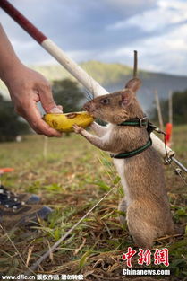 坦桑尼亚训练 拆弹专家 小小老鼠雷场大显神威 