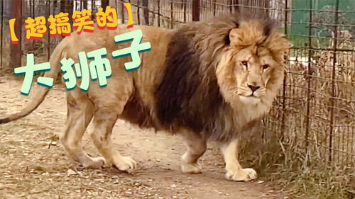见过跳舞的狮子吗 俄罗斯动物园中的一幕太神奇了 