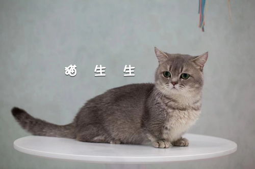 北京正规猫舍推荐丨治愈系萌猫就在猫生生