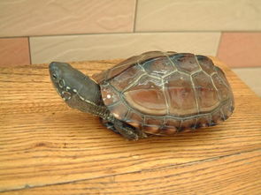 求中华花龟 珍珠龟 幼龟和金线龟幼龟的图片, 还有金线龟 草龟 和珍珠龟 草龟 的区别,不要复制 