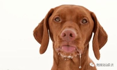 狗狗总是流口水是疾病征兆吗 这7个原因,你知多少