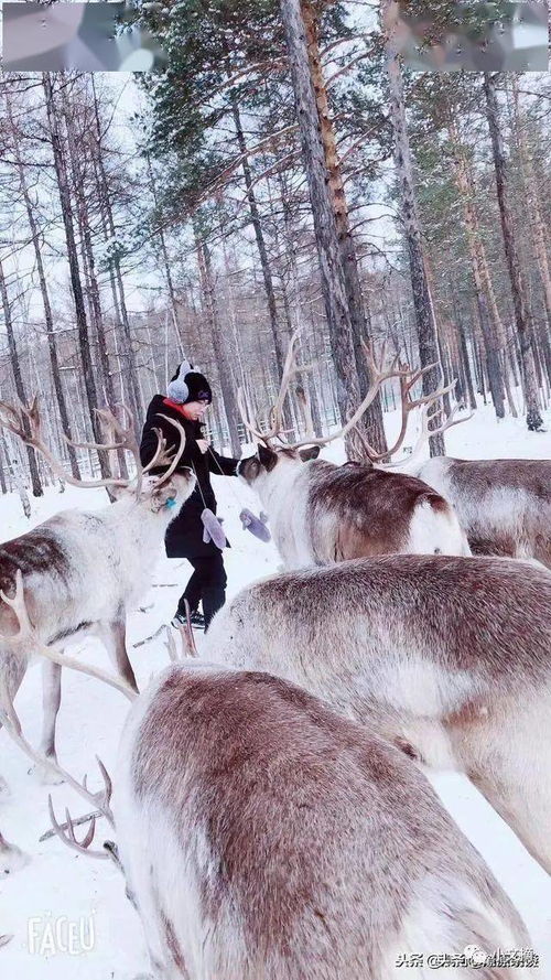 往昔如雪感悟人生(往事如昔,人生如梦)