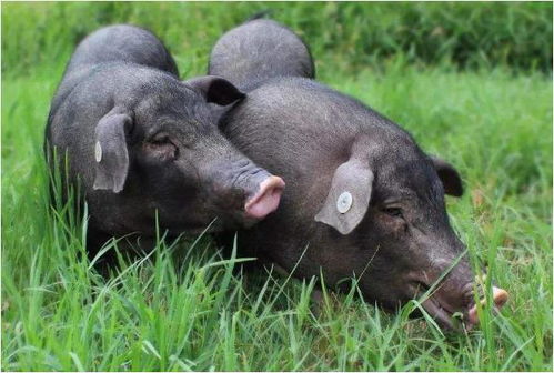 属猪人出生在5个月份,会是大富大贵命,无凶无病