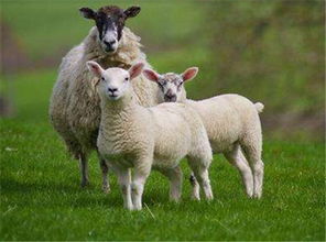 属羊的是哪一年出生的,2015属羊的几月出生最好 属羊人出生月的运程预测