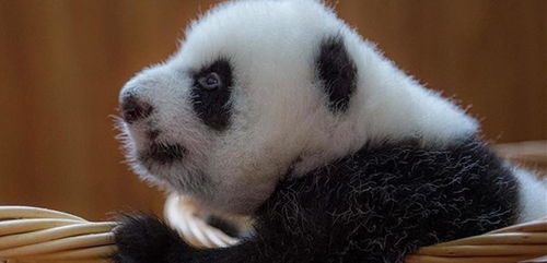 每个大熊猫宝宝都是逗人开心,你只记得香香和胖大海吗 