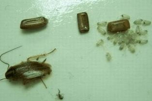 蟑螂卵可以用什么方法清除