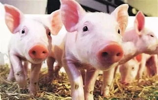 养猪 喂猪 经典文章,值得一读,建议养殖户收藏