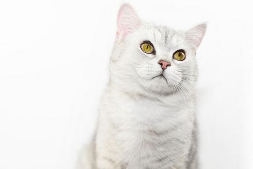 养宠经验 猫咪耳螨用什么药